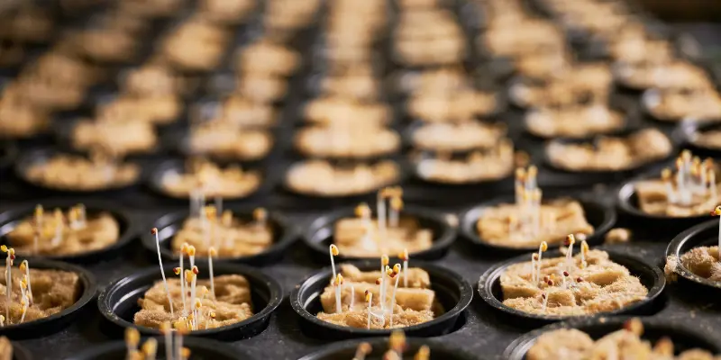 Image About Optimizing Drying Processes in the Food Industry